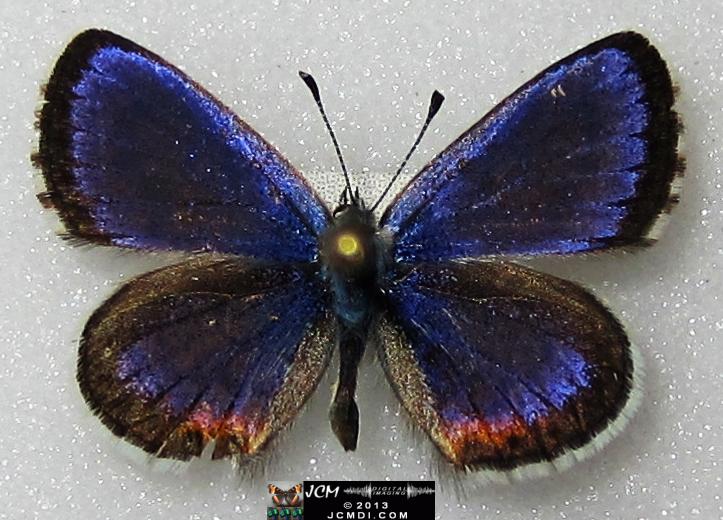 Philotes battoides bernardino (Bernardino Blue butterfly) image